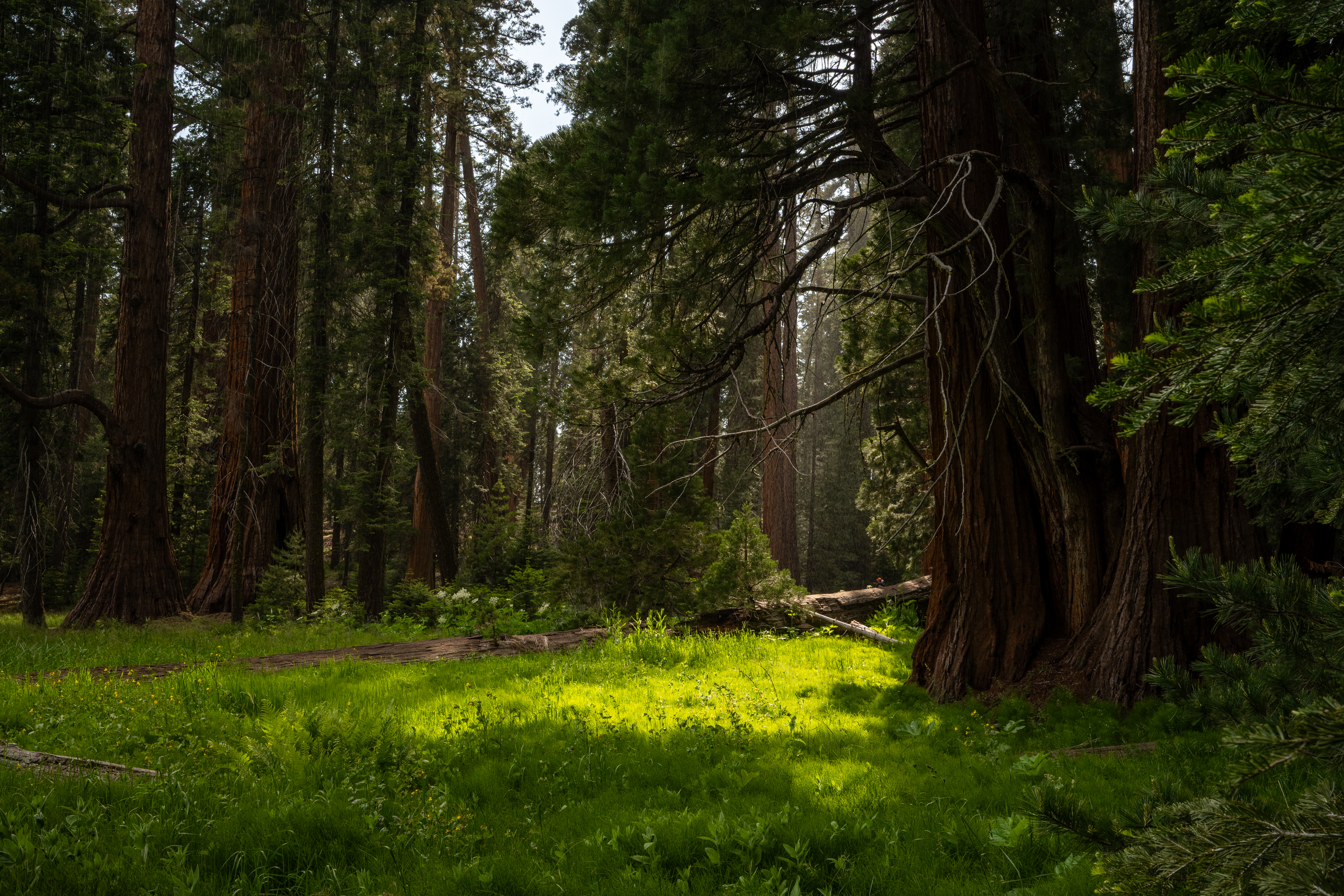 Sequioa National Park, CA
